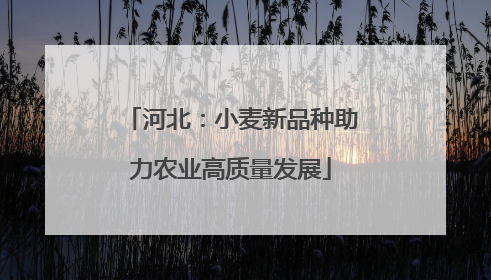 河北：小麦新品种助力农业高质量发展